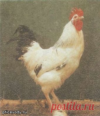 Каталог породы кур (с фото и описанием) | Крупнейший форум для птицеводов, всё о разведении и содержании домашней птицы