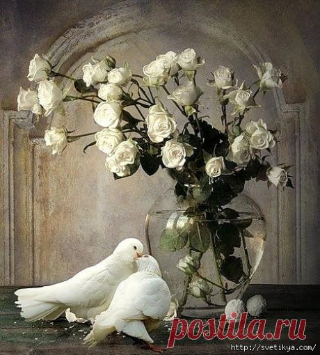 Натюрморты с птичками.