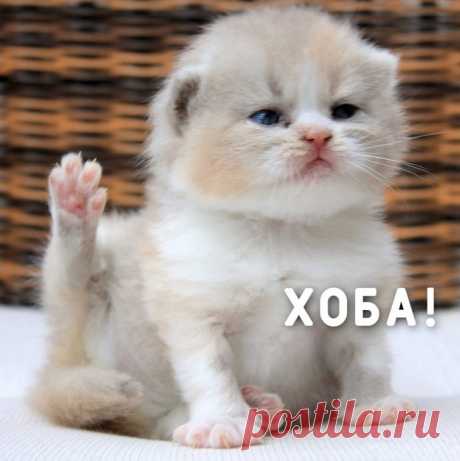 Хоба