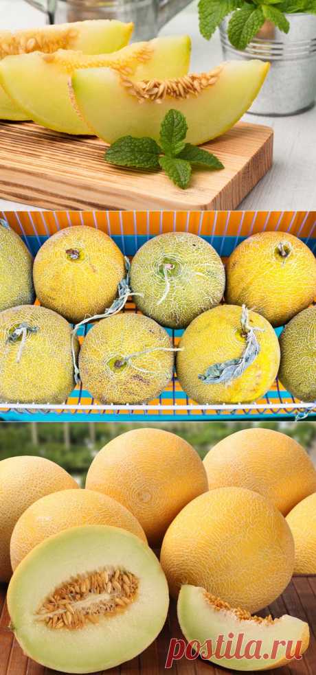 Как выбрать самую вкусную дыню — Всегда в форме!