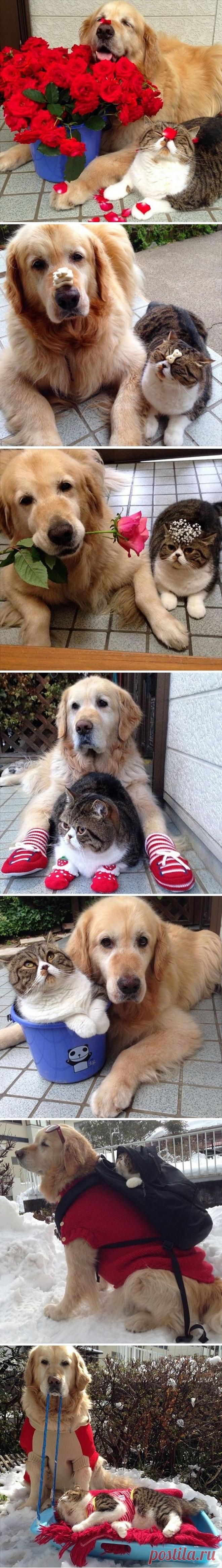 Найдено на сайте viralonweb.net.