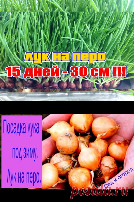 Посадка лука под зиму. Лук на перо. Сад и огород выпуск 197 - YouTube