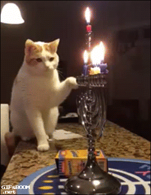 Кото-позитив для отличного настроения!