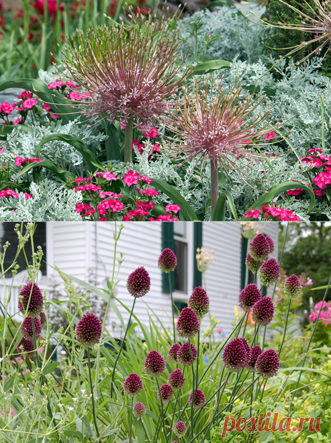 Amazing alliums | Garden Gate Magazine