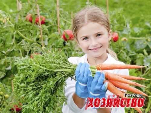 Правильные удобрения моркови