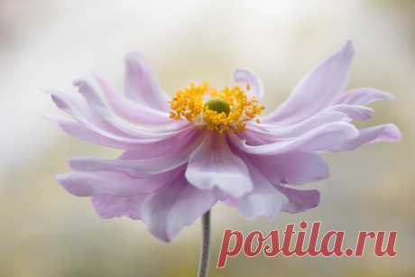 Japanese Anemone