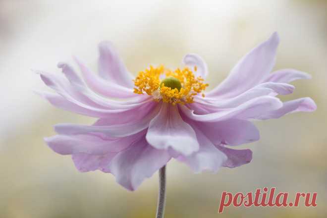 Japanese Anemone