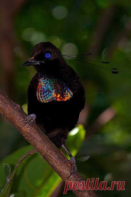 Bird of Paradise. | Feathered friends