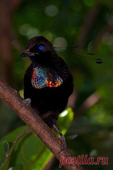 Bird of Paradise. | Feathered friends