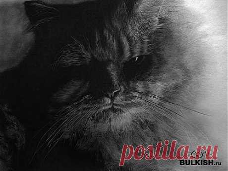 Кошки от художника Paul Lung