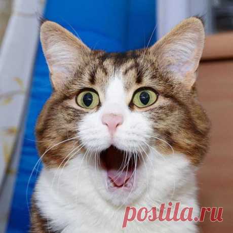 Свежая подборка смешных и милых котов – проверенный способ развеселиться за 5 минут! - Мир прекрасного