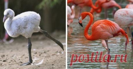 15 детёнышей животных, которые не похожи на своих родителей