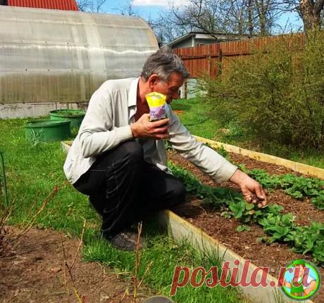 Делюсь простым и эффективным методом, борьбы со слизнями на участке, который я использую ежегодно