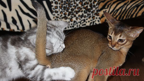 Шотландские и абиссинские котята BUOZI