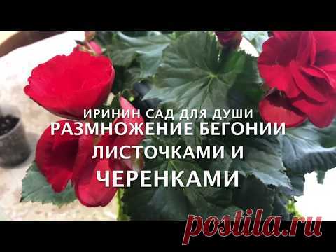 Размножение бегонии листочками и черенками.
