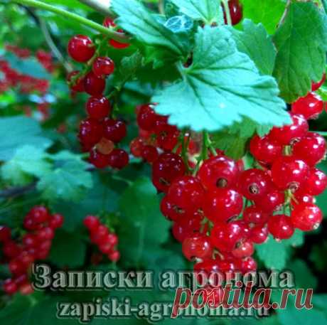 Как ухаживать за смородиной &amp;bull; zapiski-agronoma.ru