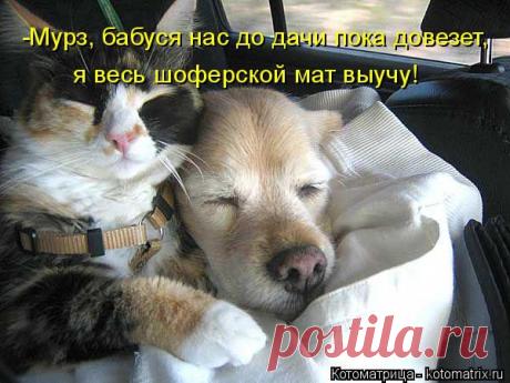 Свежая котоматрица поднимет настроение