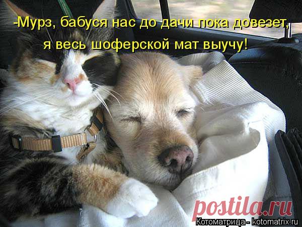 Свежая котоматрица поднимет настроение