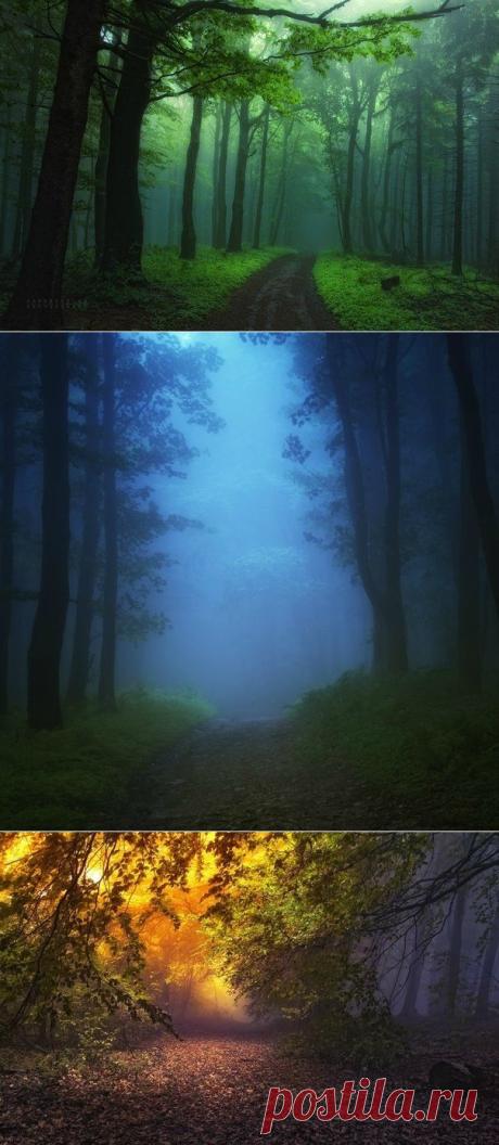 Сказочный лес
