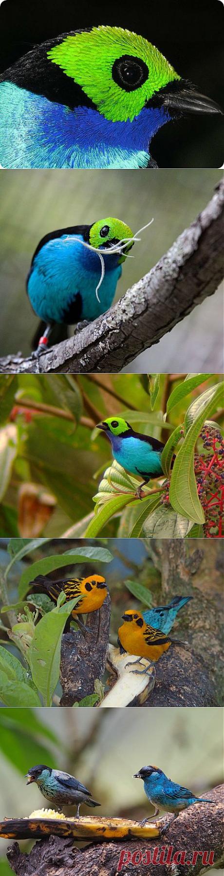 Райская танагра | НАУКА И ЖИЗНЬ