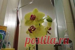 Орхидеи в сфагнуме...