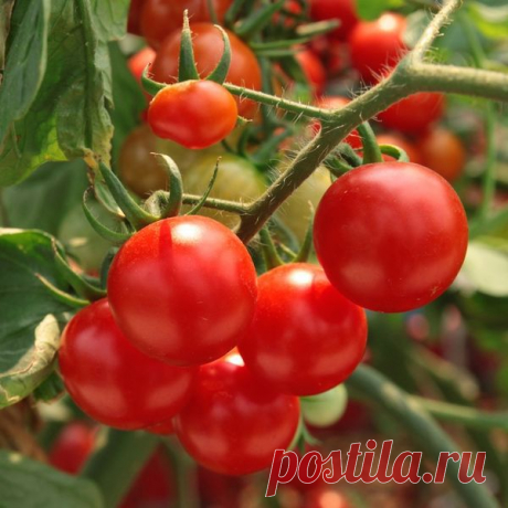 Томаты: полив и подкормка томатов