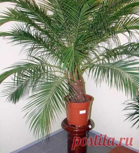 КАК ВЫРАСТИТЬ ИЗ КОСТОЧКИ ФИНИКОВУЮ ПАЛЬМУ? - МирТесен