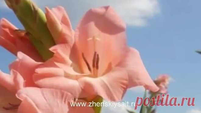 Гладиолусы отцвели, что делать дальше_
