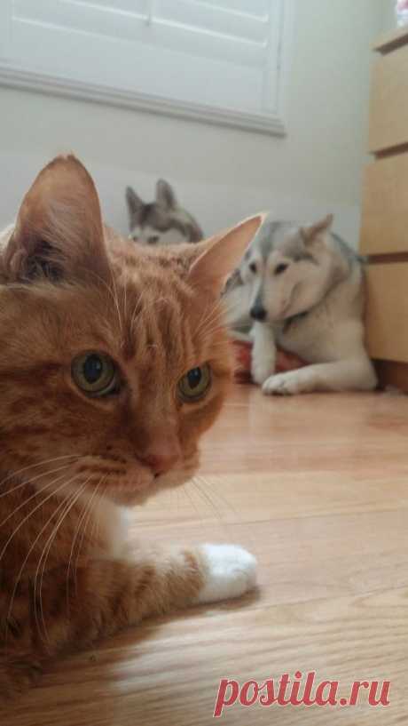 15 котов, которые знают, кто в доме хозяин
