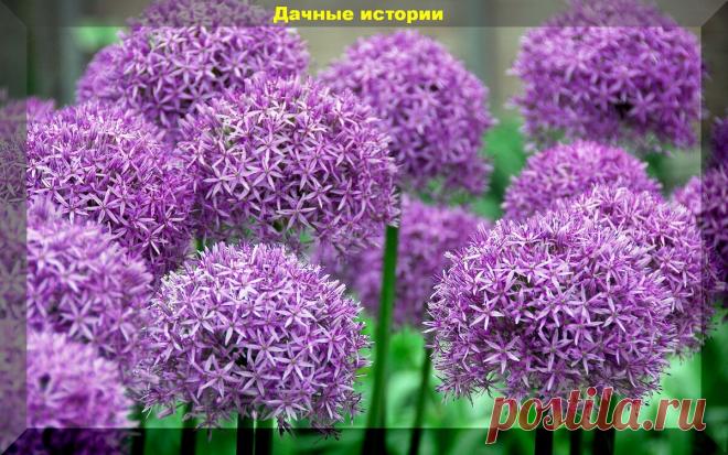 Декоративные луки для украшения сада: виды, сорта, описание, фото, основные рекомендации по уходу | Дачные истории | Дзен