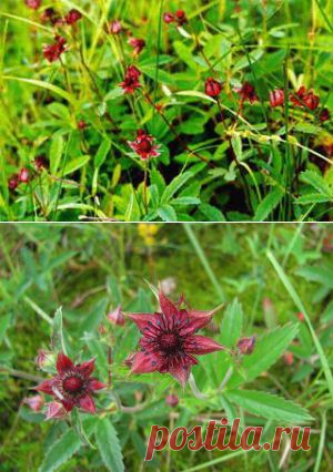 Сабельник: полезные свойства и противопоказания