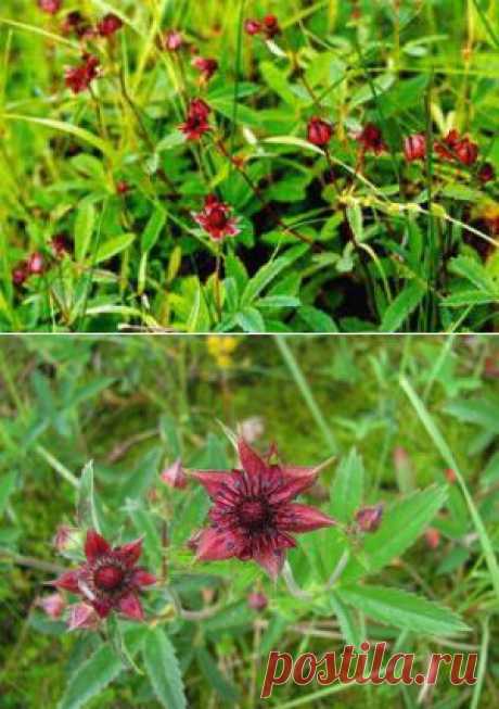 Сабельник: полезные свойства и противопоказания