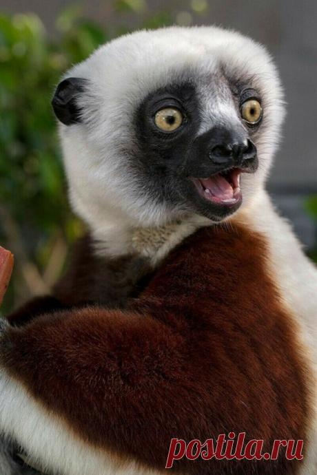 Сифаки — самые весёлые приматы планеты, которым жизнь в удовольствие