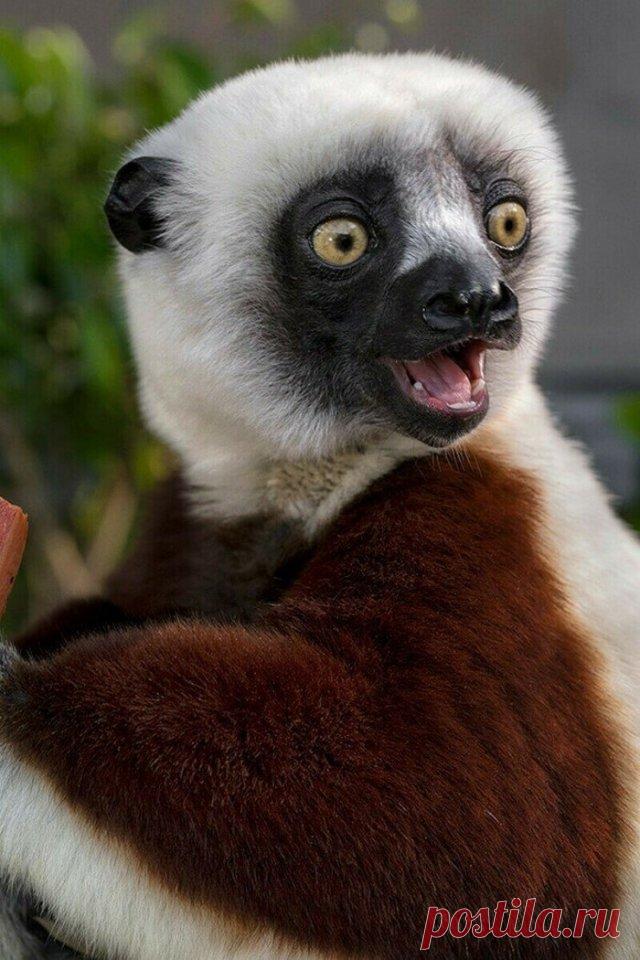 Сифаки — самые весёлые приматы планеты, которым жизнь в удовольствие