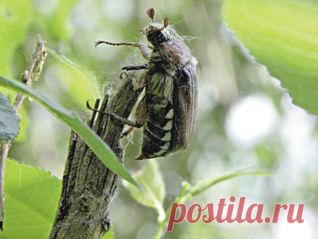 Летние наживки и насадки.  Часть 3. Редко используемые естественные наживки