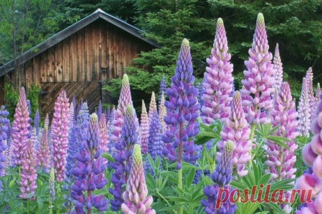 Секреты выращивания люпина на даче ​Многие люпин считают дикорастущим цветком, не представляющим интерес. А мне он очень нравился, но рядом с участком не рос. Почва кислая, сплошной торф, совсем не подходит для этих растений. Он любит супеси и легкие суглинки слабокислые или нейтральные. В продаже […]