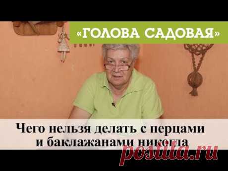 Голова садовая - Чего нельзя делать с перцами и баклажанами никогда