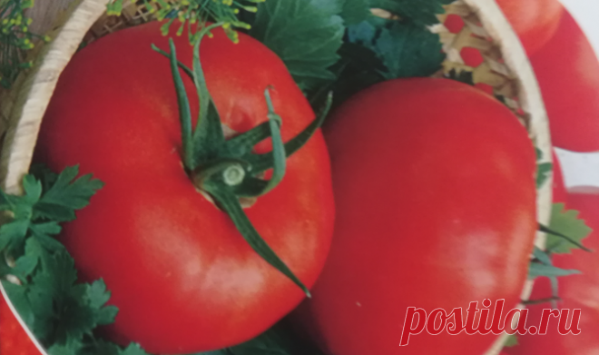 Делюсь составом подкормки томатов. Дает поразительный урожай, защищает от фитофторы. Опробовано в течение многих лет
Совсем скоро в наших краях начнут массово созревать помидоры. Жду этого момента...
Читай дальше на сайте. Жми подробнее ➡