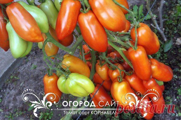 Купить семена томатов Корнабель | ОГОРОД.сайт