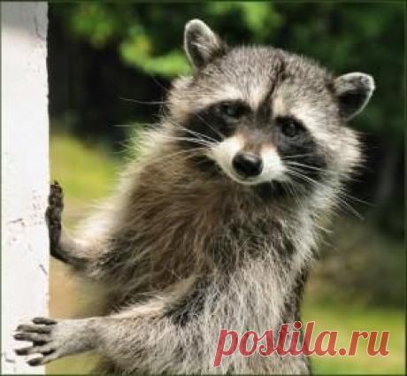 Информационный фаст-фуд: Солнце в Близнецах с 21.05.14 | PoZnaku.ru - все о знаках зодиака и гороскопах