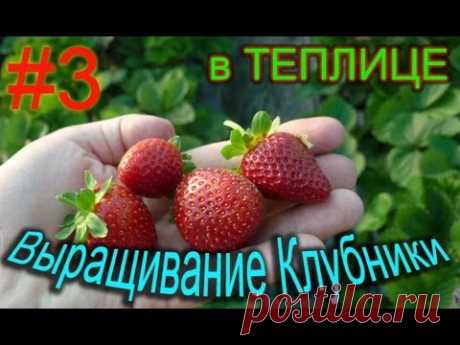 Выращиваем клубнику в теплице круглый год