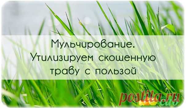 МУЛЬЧИРОВАНИЕ. УТИЛИЗИРУЕМ СКОШЕННУЮ ТРАВУ С ПОЛЬЗОЙ.