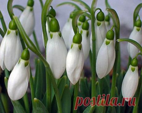 Обои природа, цветы, весна, лес, подснежники 