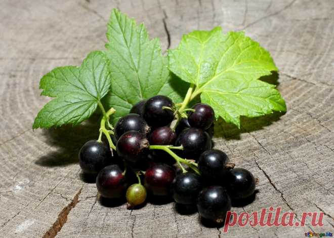 Как омолодить куст черной смородины и улучшить урожай | Цветочный уголок Пульс Mail.ru Завершающим штрихом омолаживающей подрезки рекомендуется сделать подрезание кончиков хороших, оставленных на плодоношение веток — это активирует их рост и поспособствует формированию крупных ягод.