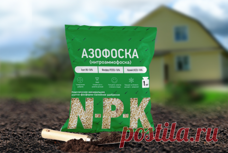 Азофоска – любимое удобрение огородников  


Самым любимым удобрением у меня числится азофоска. Это одно из самых эффективных отечественных минеральных удобрений. Используют ее повсеместно, второе ее название – нитроаммофоска. Что говорит о …