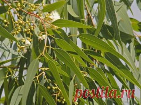 Эфирное масло эвкалипта свойства и применение, купить — Карельское мыло