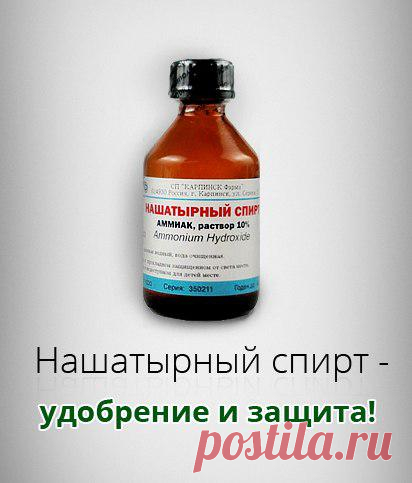 Нашатырный спирт в борьбе с вредителями растений! » Женский Мир