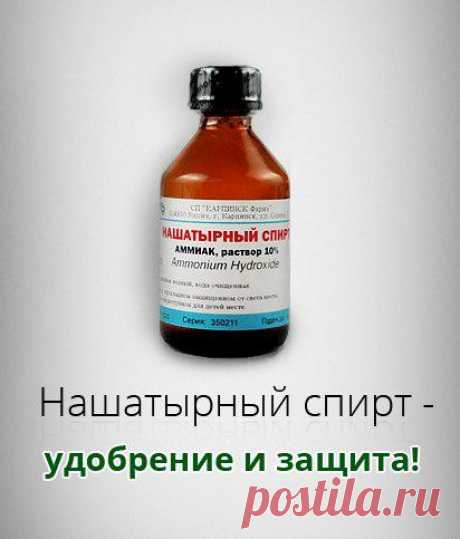 Нашатырный спирт в борьбе с вредителями растений! » Женский Мир