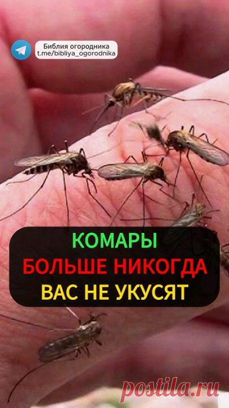 Укусы комаров могут быть не только неприятными, но и опасными, так как они являются переносчиками различных заболеваний. Но есть простой и эффективный способ...