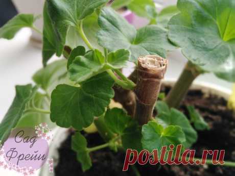 Что делаю с Пеларгонией (&quot;Геранью&quot;) ПОСЛЕ обрезки, чтобы она быстрее обросла в пышный, зелёный шар и шикарно зацвела к лету | Сад Фрейи | Яндекс Дзен